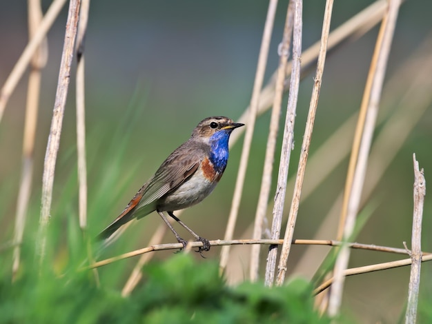 Primer plano de un pájaro posado en una planta