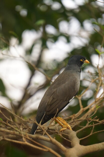 Foto primer plano de un pájaro posado en una planta