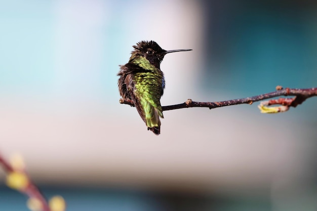 Foto primer plano de un pájaro posado en una planta