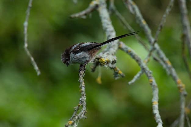 Primer plano de un pájaro posado en una planta