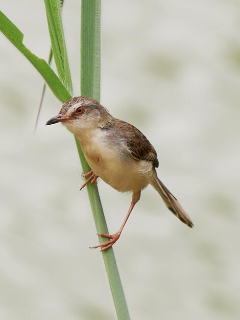 Primer plano de un pájaro posado en una planta