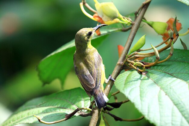 Foto primer plano de un pájaro posado en una planta