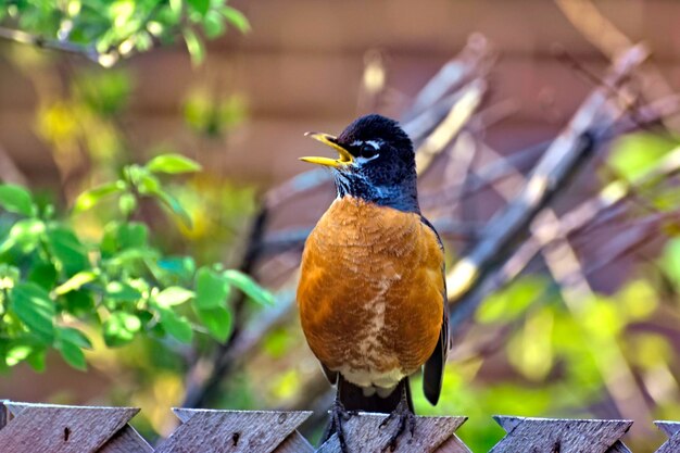 Foto primer plano de un pájaro posado en una planta