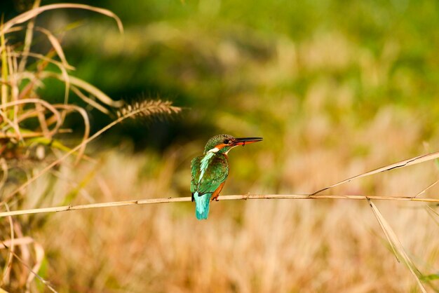 Foto primer plano de un pájaro posado en una planta