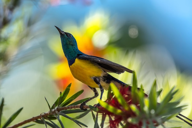 Primer plano de un pájaro posado en una planta