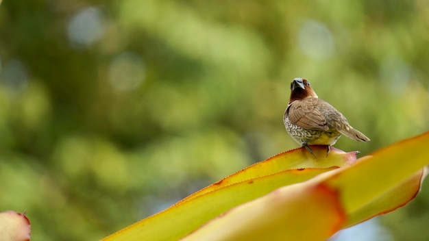 Foto primer plano de un pájaro posado en una planta