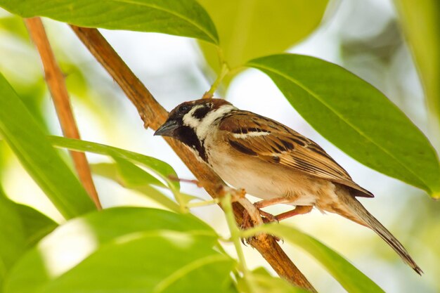 Primer plano de un pájaro posado en una planta