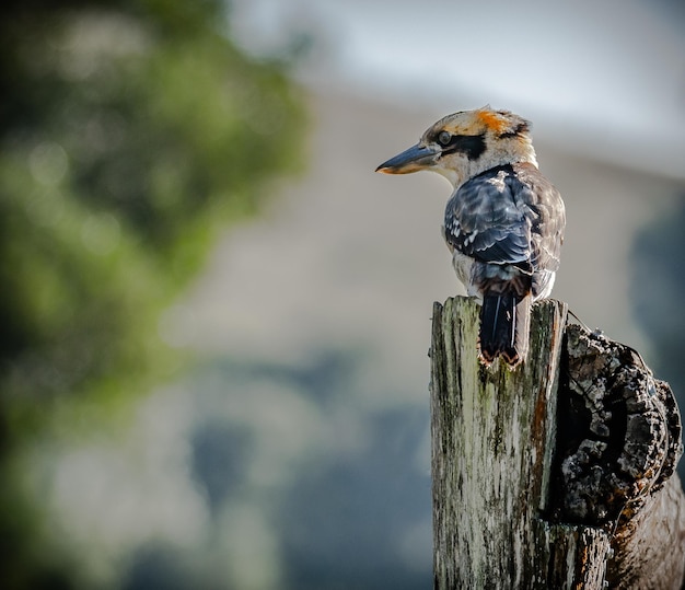 Primer plano de un pájaro posado en un poste de madera