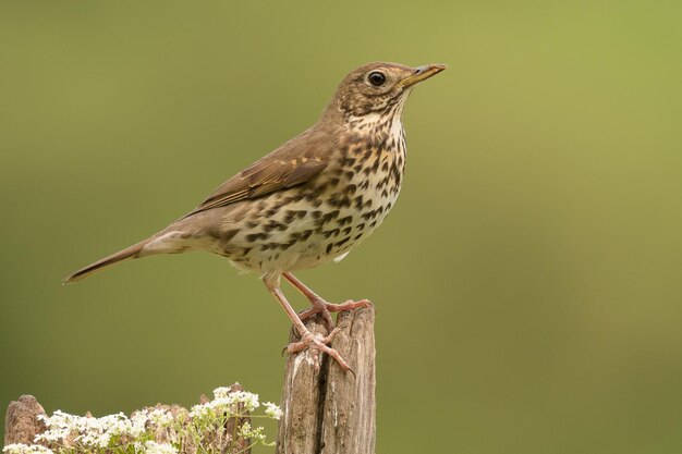 Foto primer plano de un pájaro posado en un poste de madera