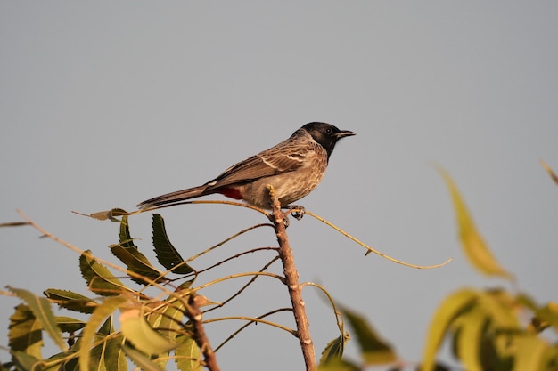 Primer plano de un pájaro posado en la rama de un árbol contra un cielo sombrío