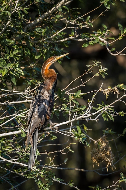 Foto primer plano de un pájaro posado en una rama