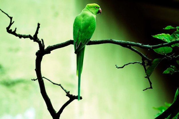 Primer plano de un pájaro posado en una rama