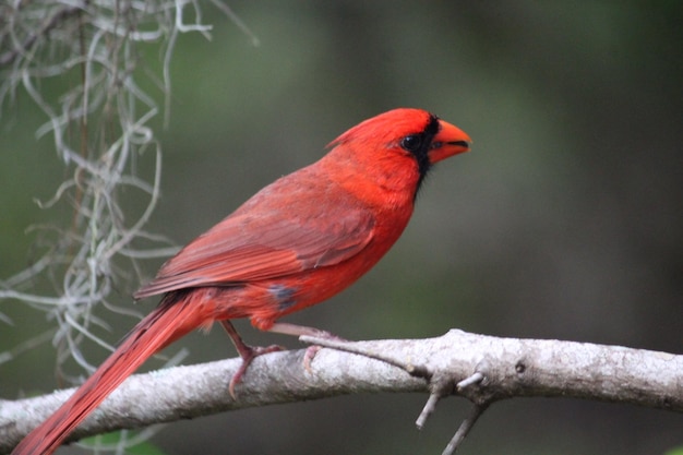 Primer plano de un pájaro posado en una rama