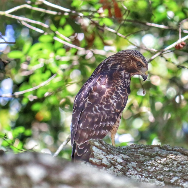 Foto primer plano de un pájaro posado en una rama