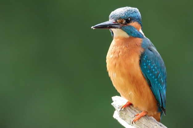 Primer plano de un pájaro posado en una rama