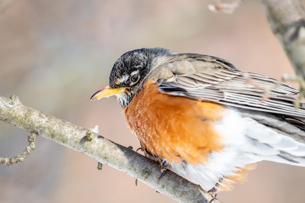 Primer plano de un pájaro posado en una rama