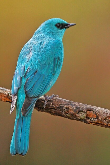 Foto primer plano de un pájaro posado en una rama