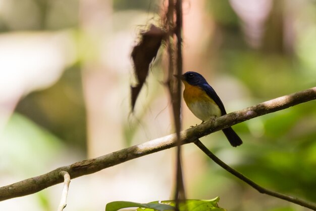 Foto primer plano de un pájaro posado en una rama