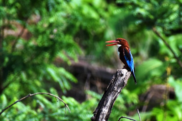 Foto primer plano de un pájaro posado en una rama