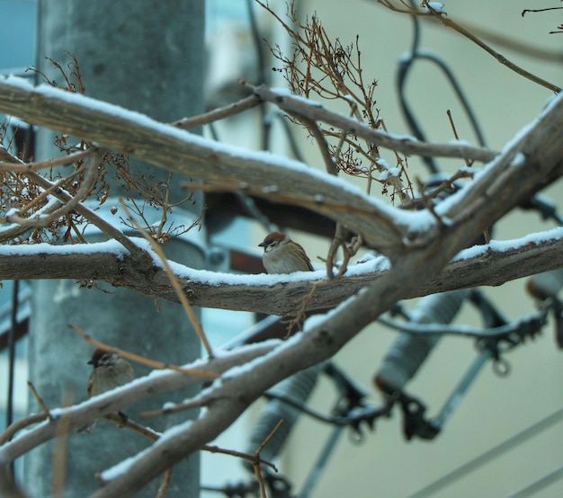 Foto primer plano de un pájaro posado en una rama