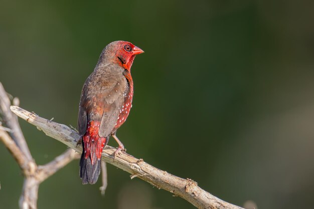 Primer plano de un pájaro posado en una rama