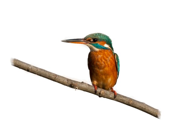 Foto primer plano de un pájaro posado en una rama