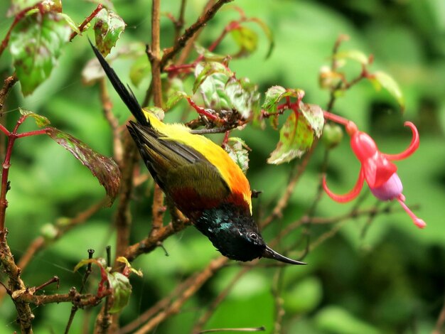 Primer plano de un pájaro posado en una rama