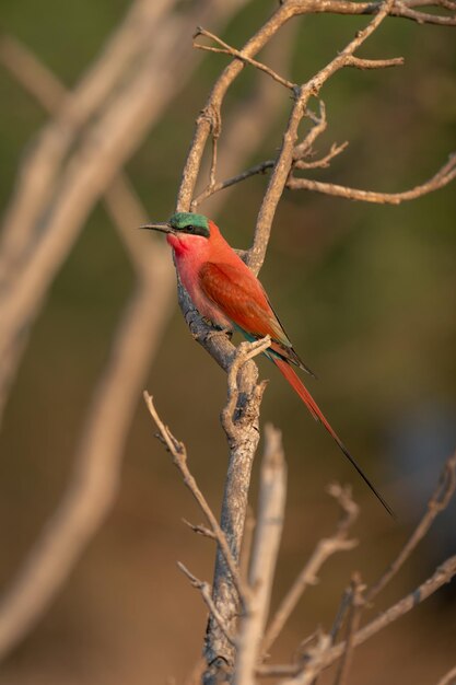 Foto primer plano de un pájaro posado en una rama