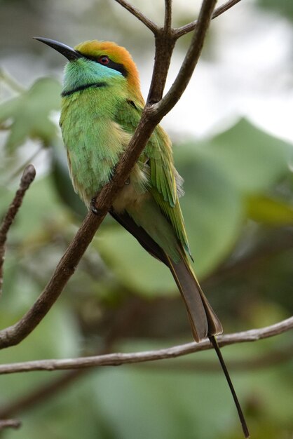 Foto primer plano de un pájaro posado en una rama