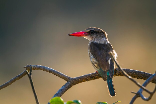 Foto primer plano de un pájaro posado en una rama