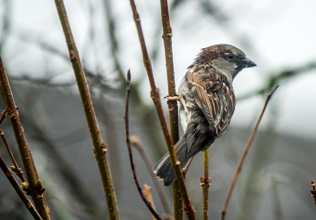 Primer plano de un pájaro posado en una rama