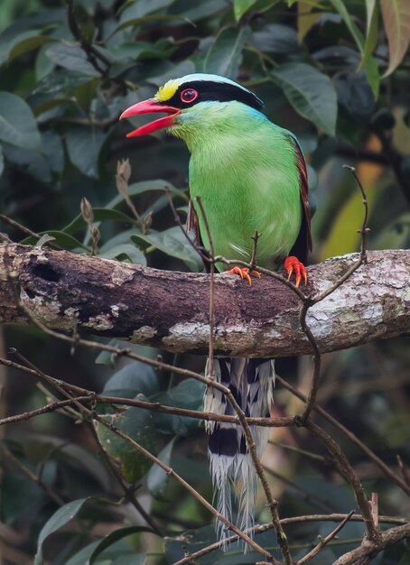 Foto primer plano de un pájaro posado en una rama