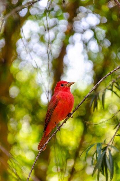 Foto primer plano de un pájaro posado en una rama