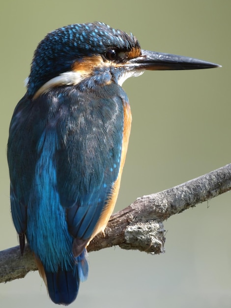 Foto primer plano de un pájaro posado en una rama