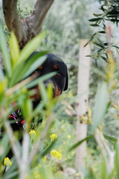 Foto primer plano de un pájaro posado en una rama