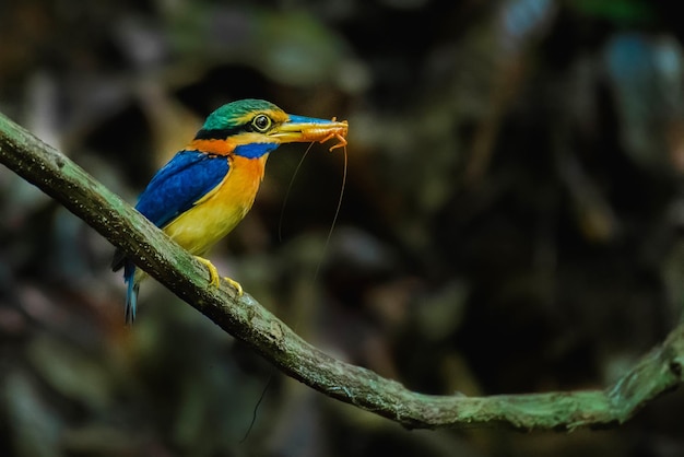 Primer plano de un pájaro posado en una rama