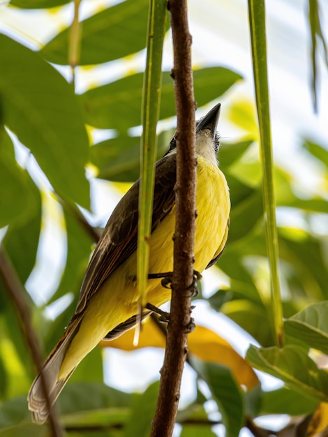 Foto primer plano de un pájaro posado en una rama