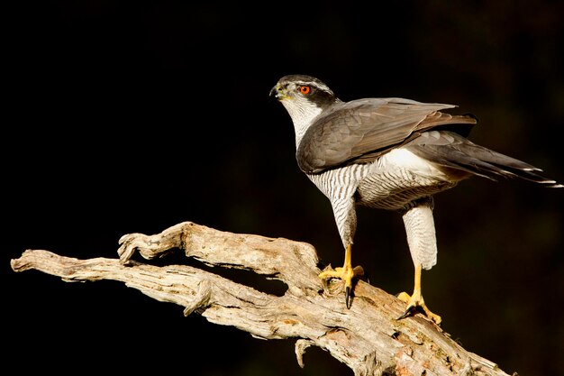 Foto primer plano de un pájaro posado en una rama