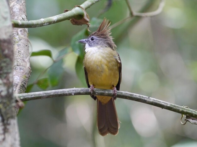 Foto primer plano de un pájaro posado en una rama