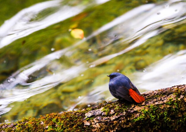 Primer plano de un pájaro posado en una rama