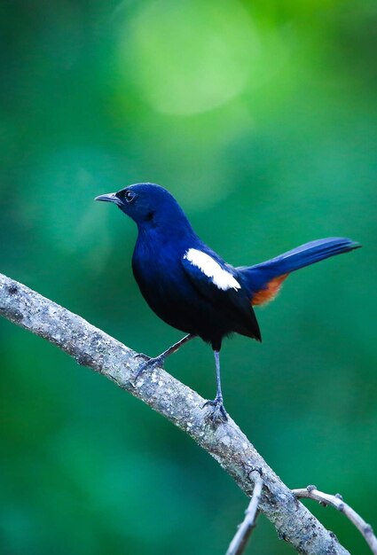 Foto primer plano de un pájaro posado en una rama