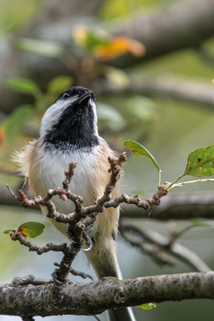 Primer plano de un pájaro posado en una rama