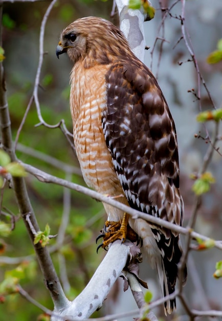 Primer plano de un pájaro posado en una rama