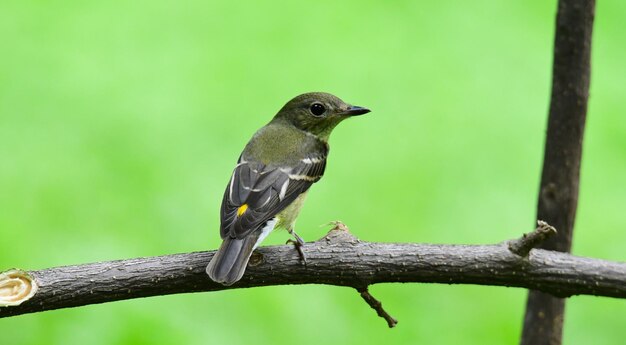 Primer plano de un pájaro posado en una rama