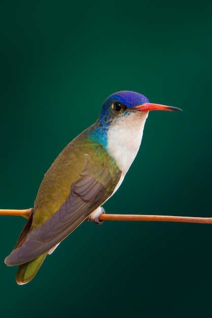 Foto primer plano de un pájaro posado en una rama