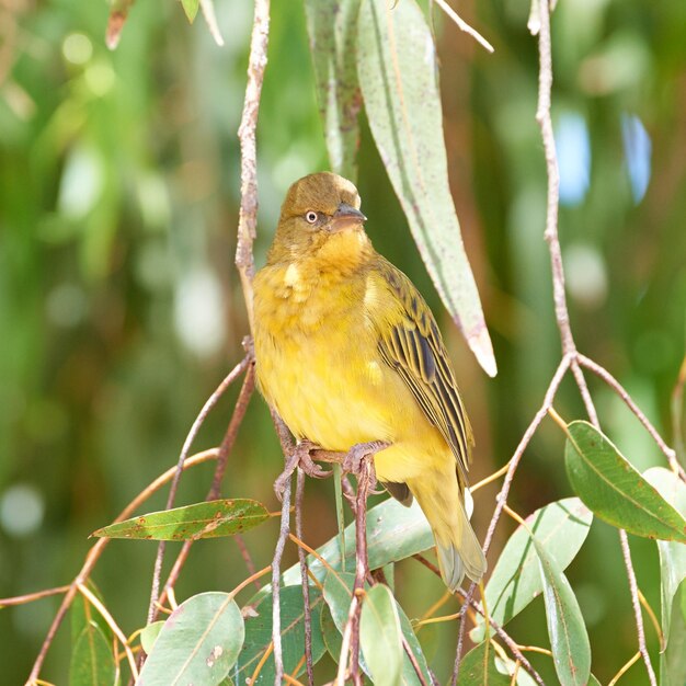 Primer plano de un pájaro posado en una rama