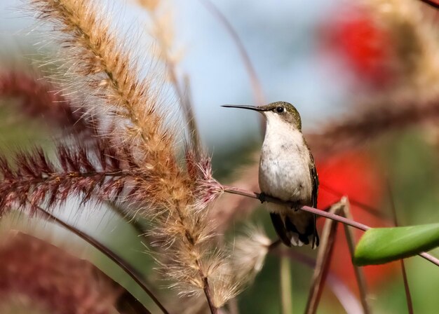 Foto primer plano de un pájaro posado en una rama