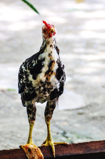 Foto primer plano de un pájaro posado en una rama