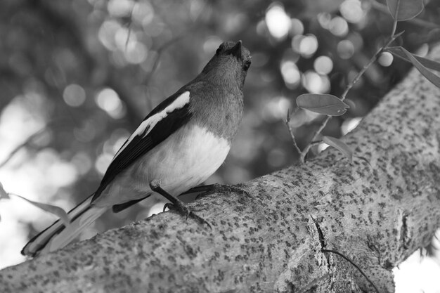 Foto primer plano de un pájaro posado en una rama