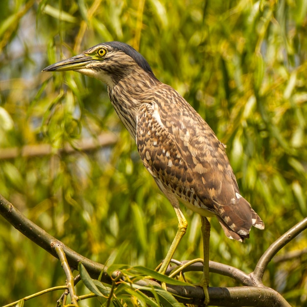 Primer plano de un pájaro posado en una rama